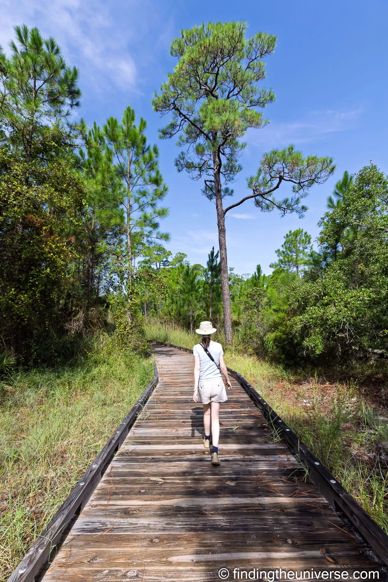 Boardwalk through the pines at Bon Secour National Wildlife Refuge