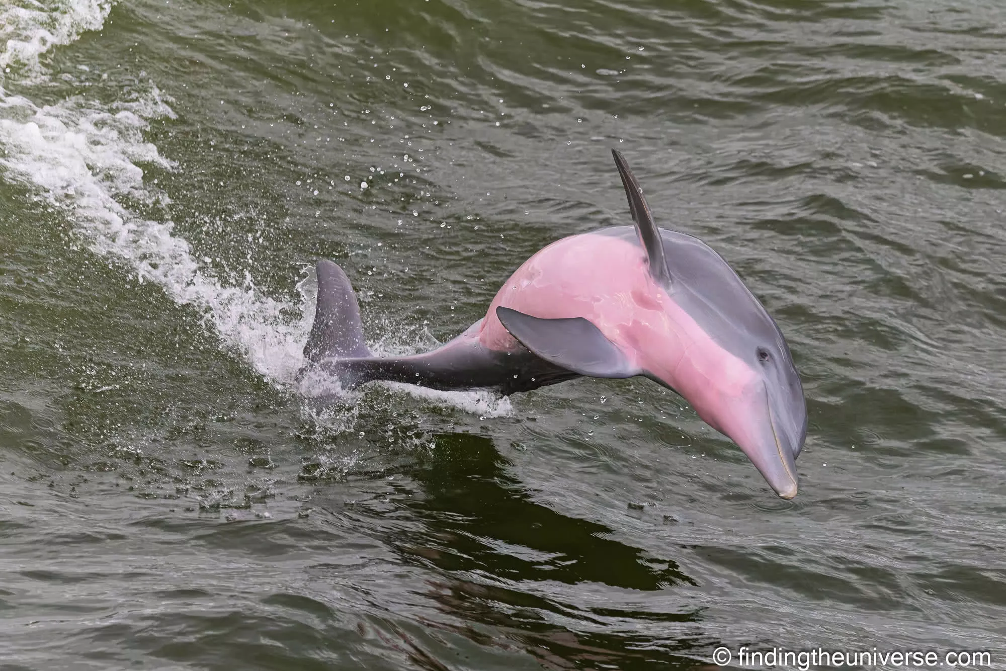 Bottlenose dolphin breaching in the back bays by Laurence Norah