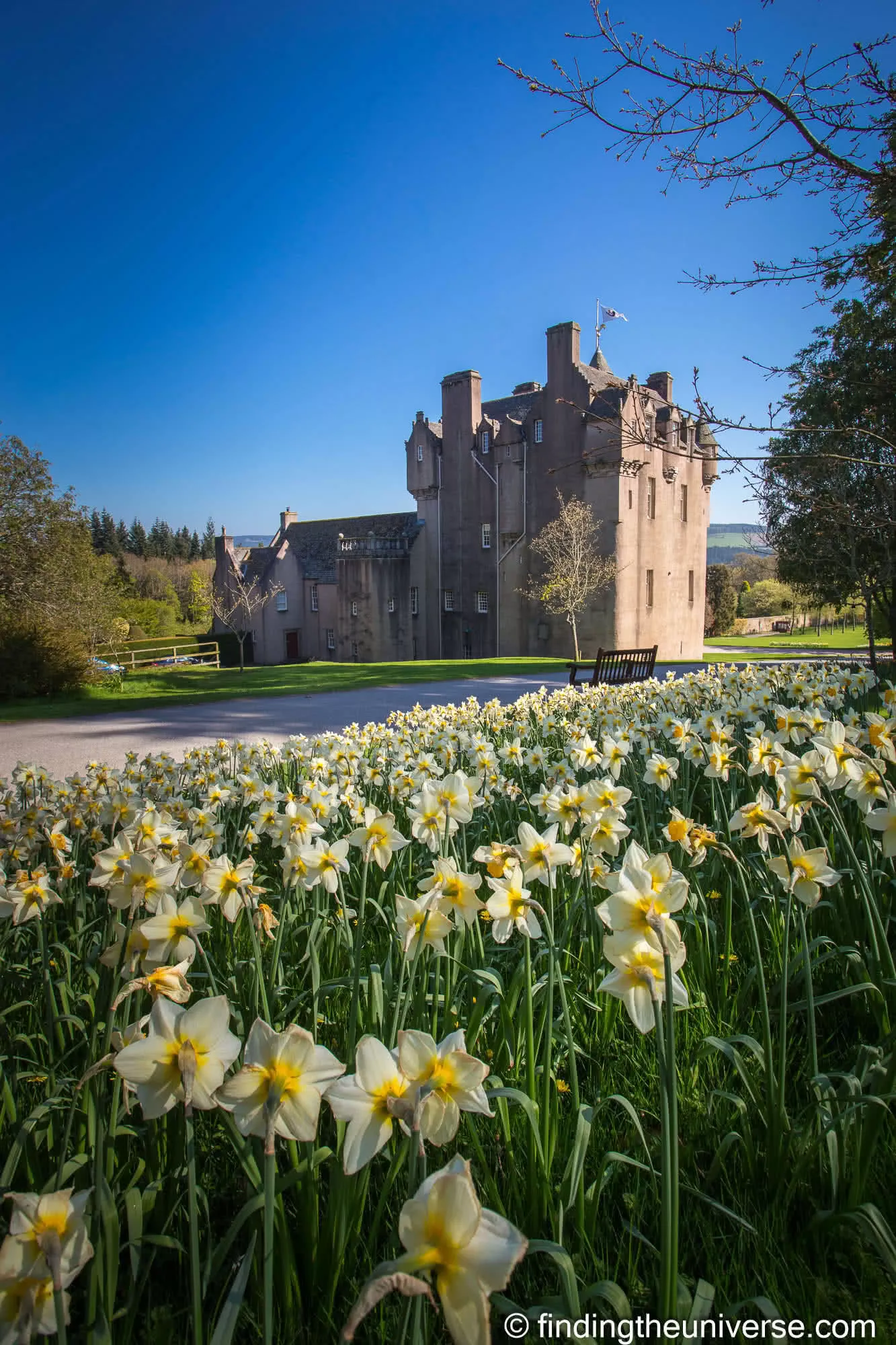 Crathes Castle behind spring daffodils