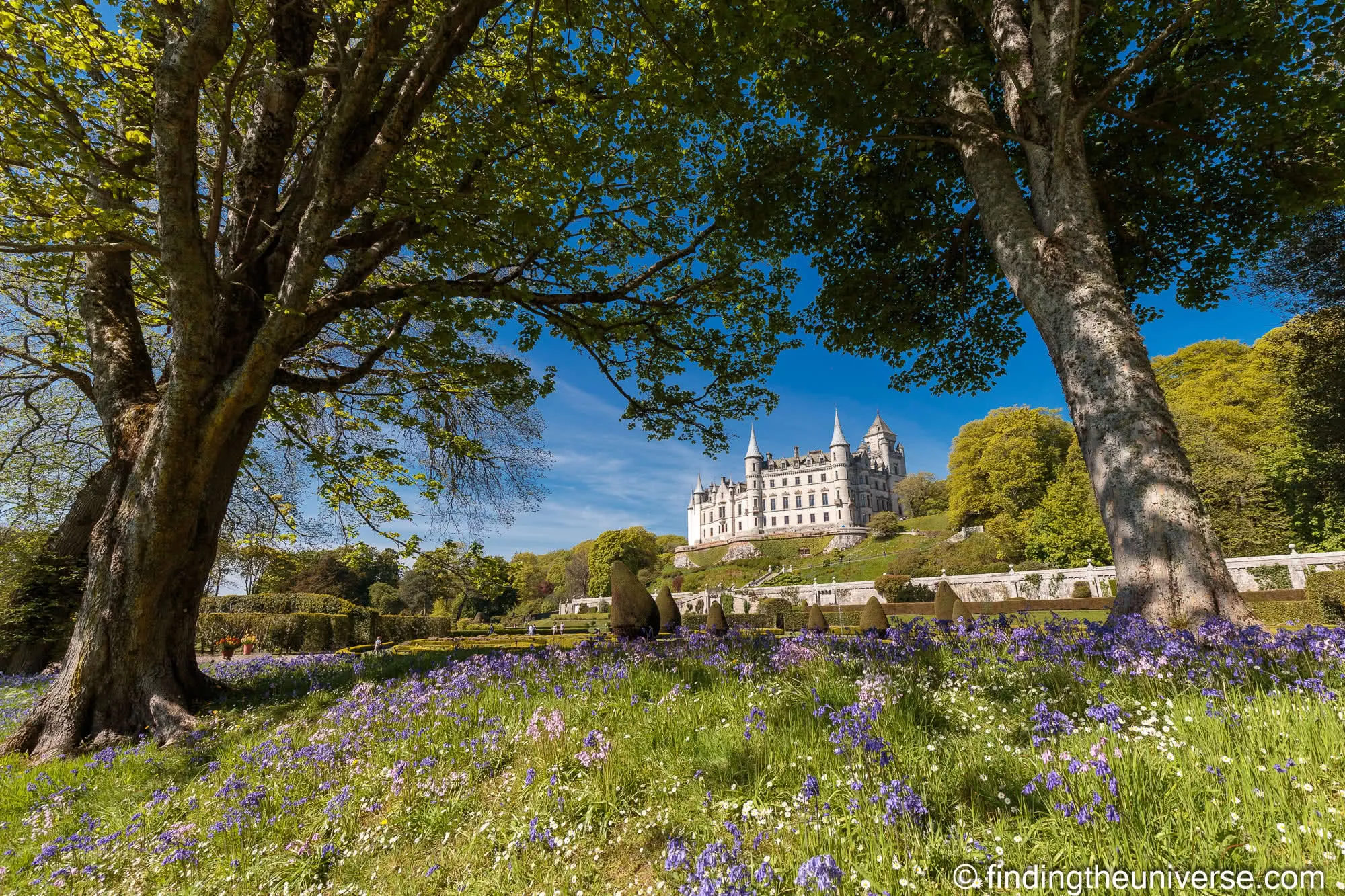 Dunrobin Castle through the bluebells