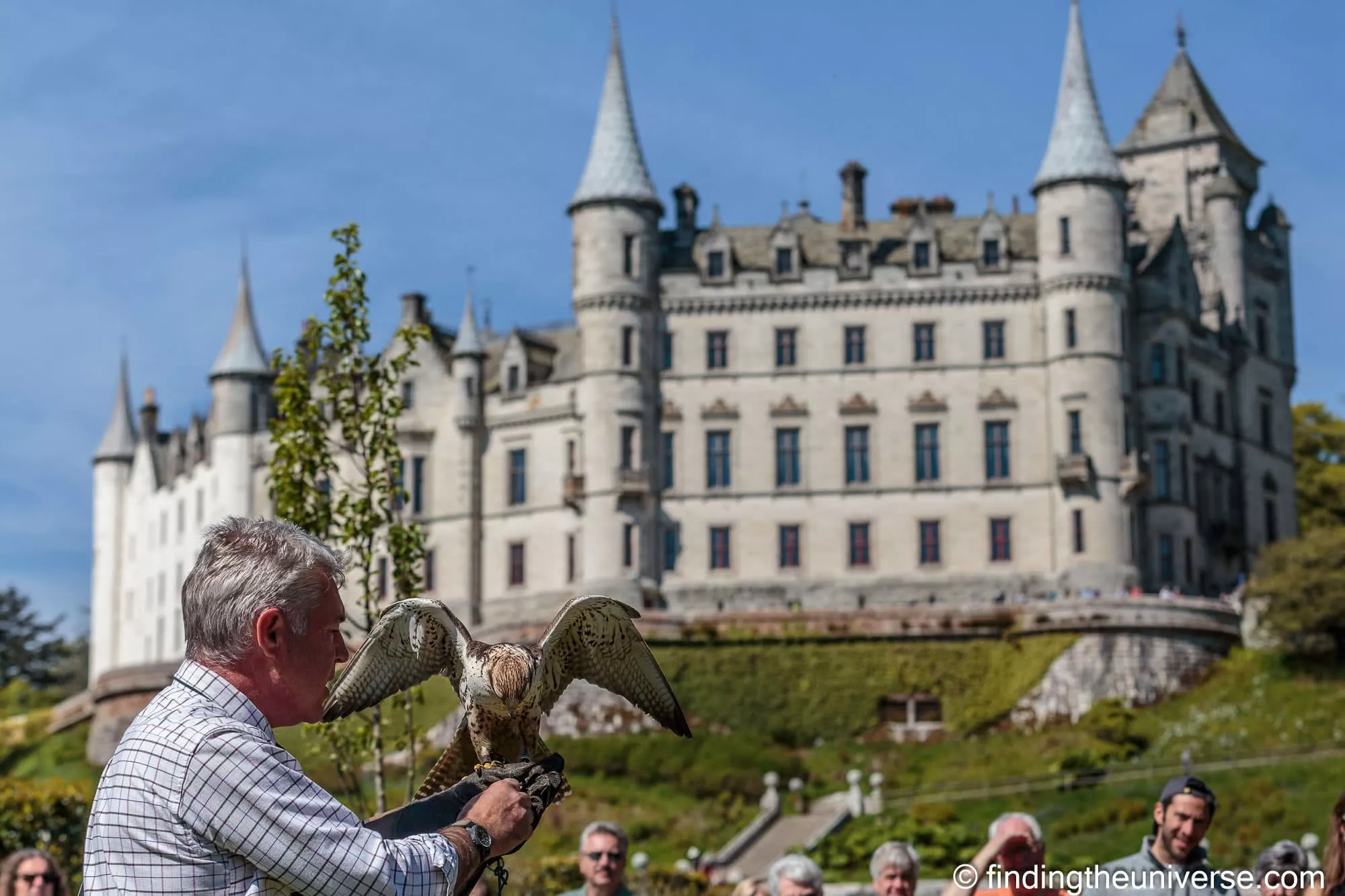 Falconry display at Dunrobin Castle