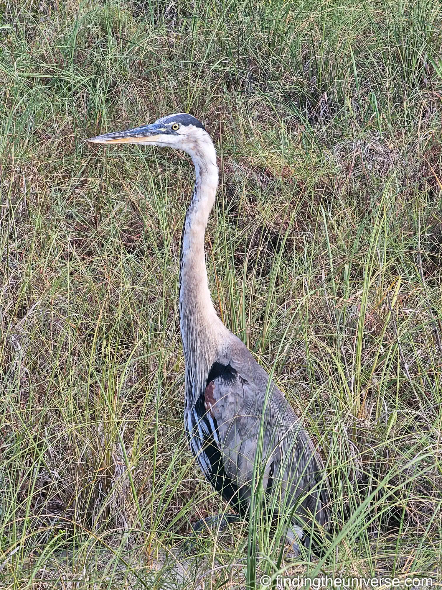 Great blue heron in the dune grass