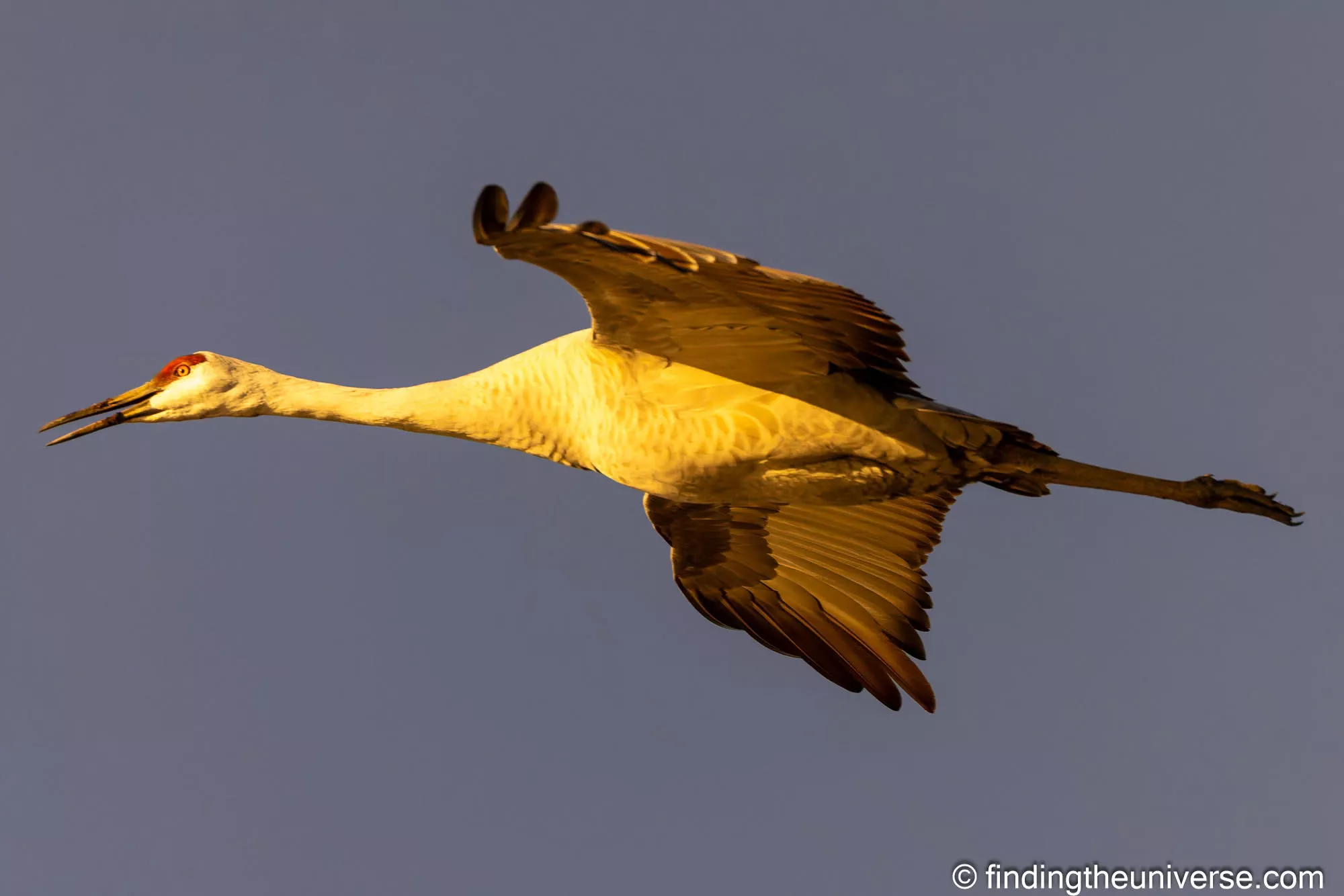 A sharp wildlife photograph kept from a longer burst