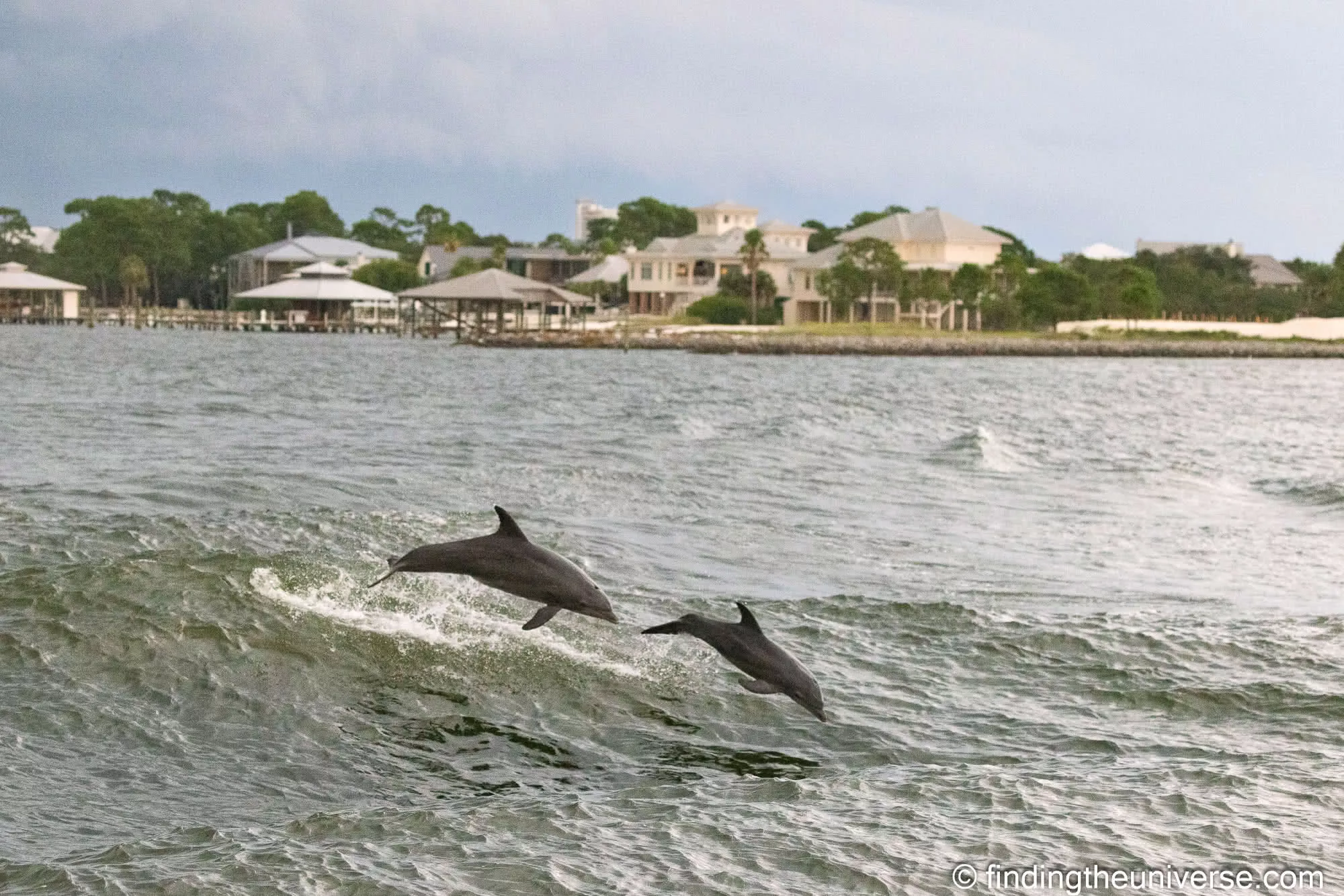Two bottlenose dolphins running alongside the boat